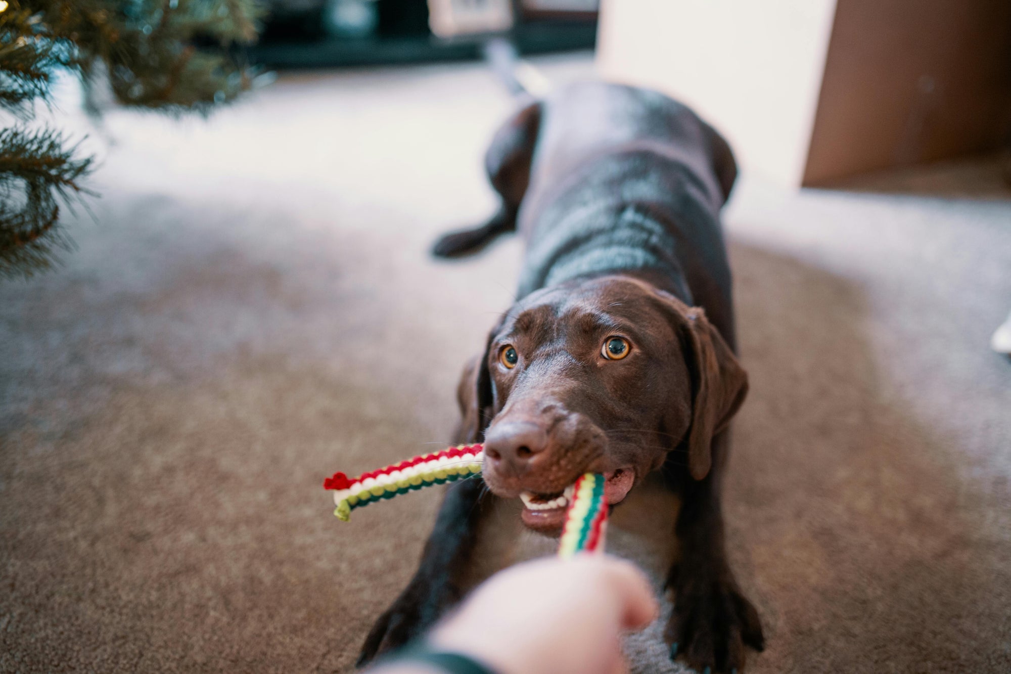 Fun Indoor Games To Play With Your Dog