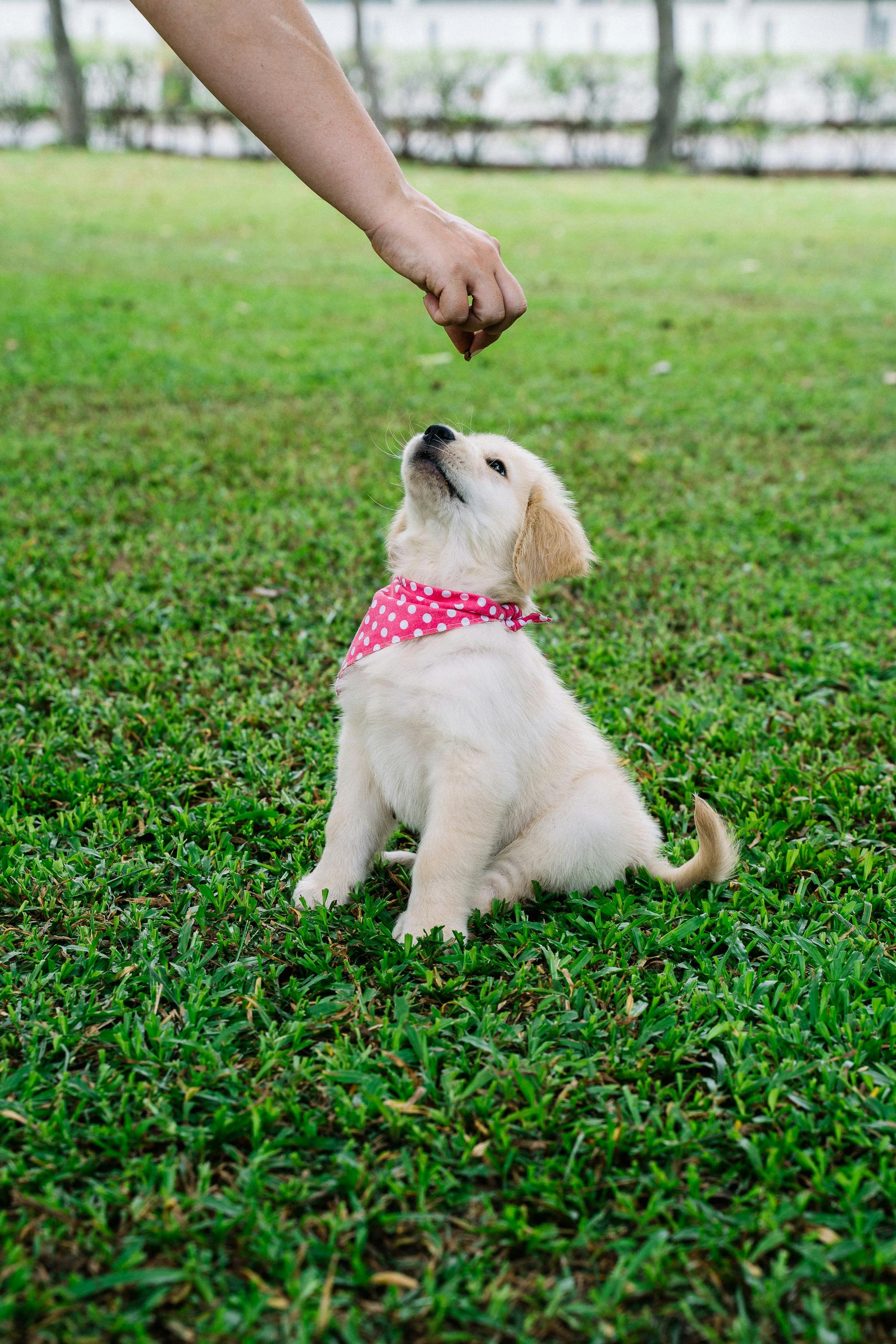 When Should You Reward Your Dog?